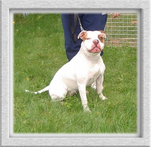 Diva, Amerikansk bulldog.