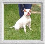 Diva, Amerikansk bulldog.