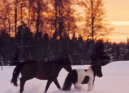 mina små gullungar!