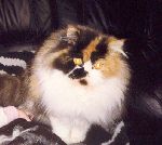 tigerdockan tanded my love 1½ år   R.I.P