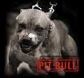 Bild av pitbull_dog