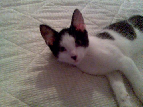 min katt minipricken

ålder-15v
kön-kille