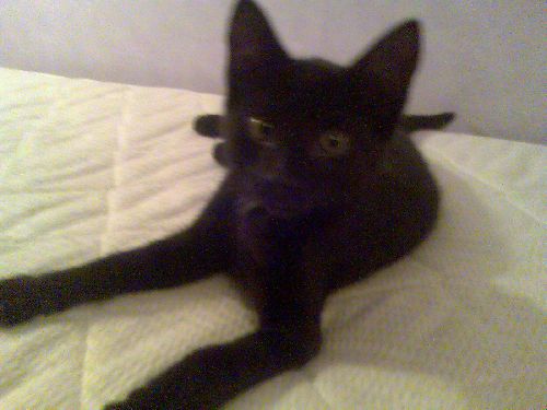 min syrras katt sotarn

ålder-15v
kön-kille
