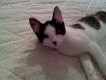 min katt minipricken

ålder-15v
kön-kille