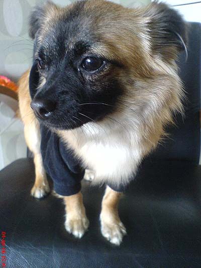 min hund söt va