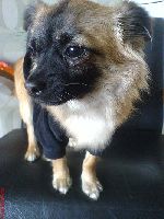 min hund söt va