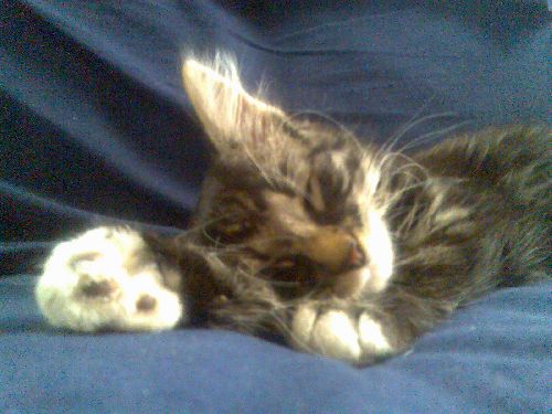 MIN LILA KATT