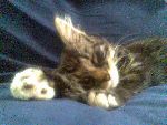 MIN LILA KATT