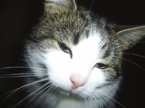 R.I.P Figge man