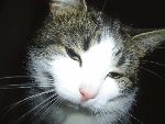 R.I.P Figge man