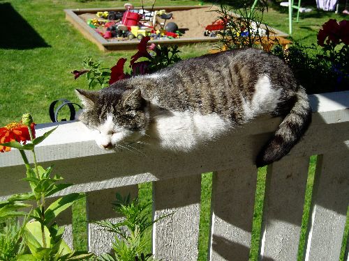 min katt