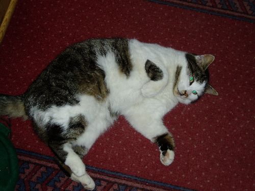 min katt