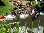 min katt
