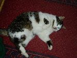 min katt
