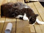 syrans katt kurre