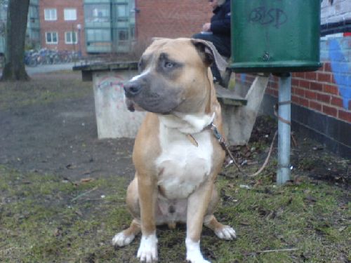 Min Hund Tyson