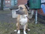 Min Hund Tyson