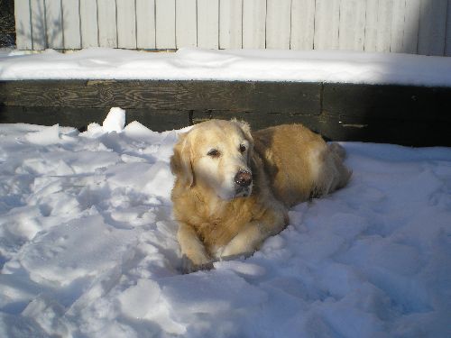 Min hund:D