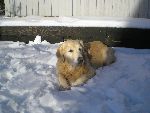 Min hund:D