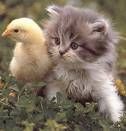 a blond chick with a nice pussy