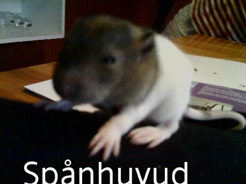 Bild av levlivet
