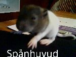 Bild av levlivet