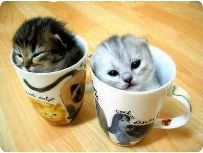 Pussycats! ^^