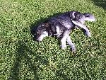 Min söta söta hund! Han heter Bamse