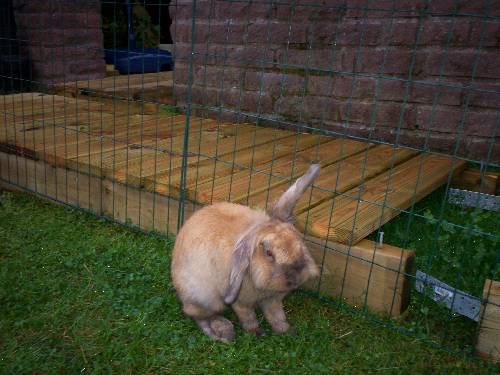 Morris :)