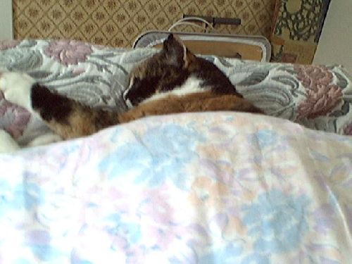 sussi sover så söt