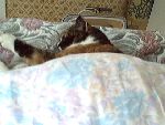 sussi sover så söt