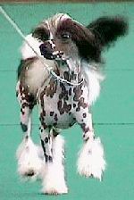 Min favvoras fast får vänta ett tag det räcker med 4 hundar men ska skaffa i framtiden de kostar ju bara 15000-20000