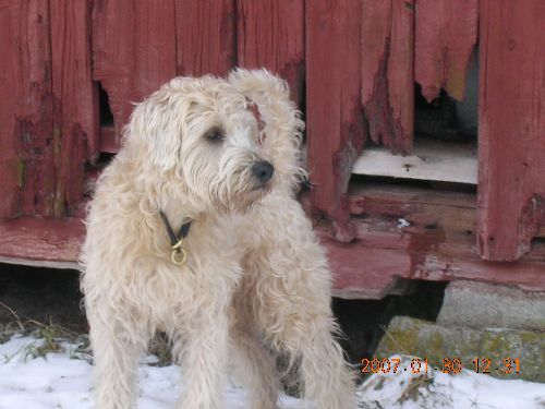min fina hund