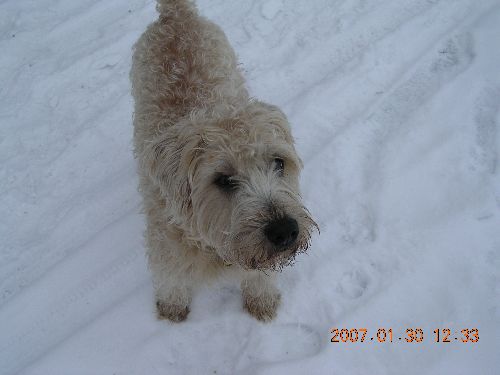 min fina hund