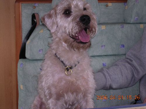 min hund