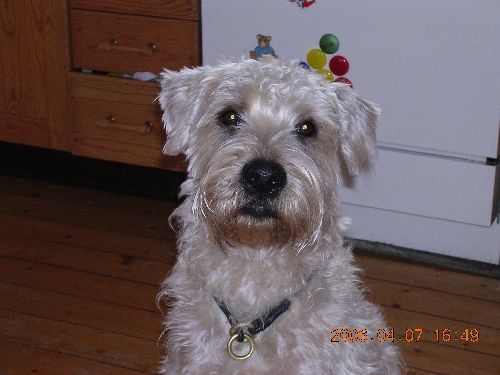 min hund