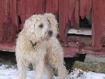 min fina hund