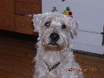min hund