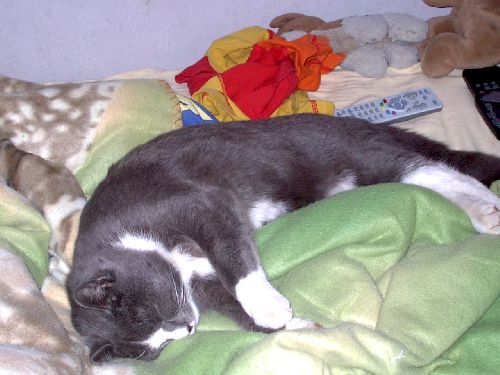 min katt Svinto