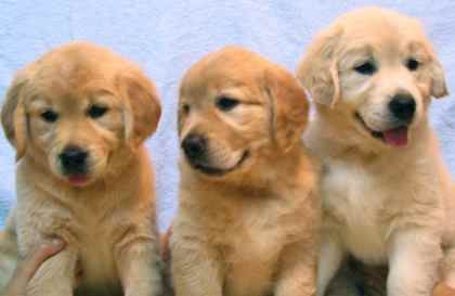 golden retrivers