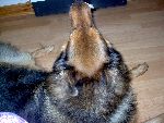 min hund Zingo