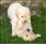 golden retrivers