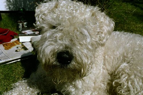 älskar dej wilma