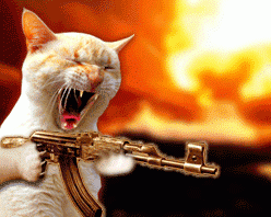 ak cat....