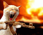ak cat....
