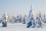 snö på träd