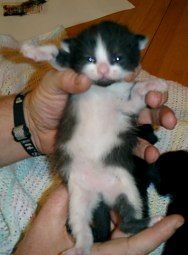 Bild av catman