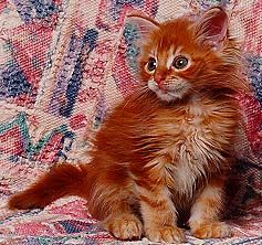 Bild av catman