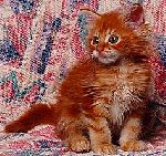 Bild av catman