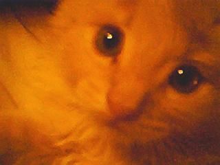 Min kisse:P